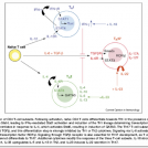 Effector differentiation of CD4 T-cell subsets